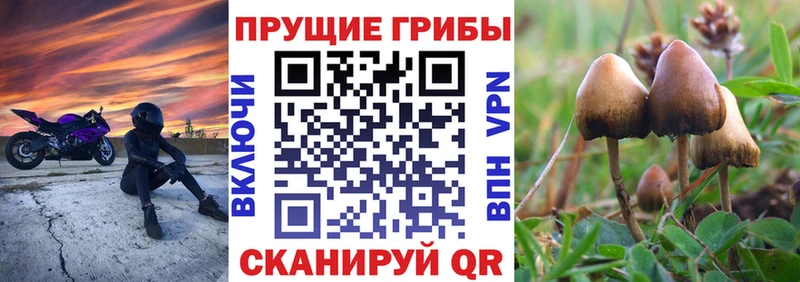 сайты даркнета состав  Порхов  Галлюциногенные грибы Psilocybe  купить наркотик 